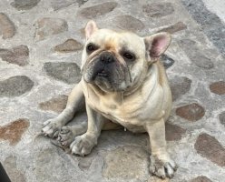 狗的口水有毒吗