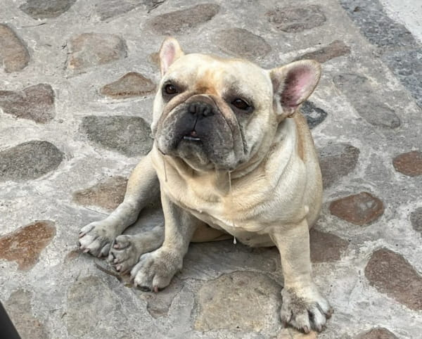 狗的口水有毒吗