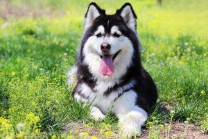 雪橇犬有几种？