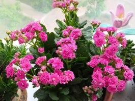 长寿花最怕三种水