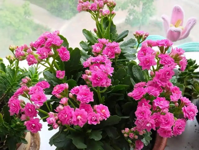 长寿花最怕三种水