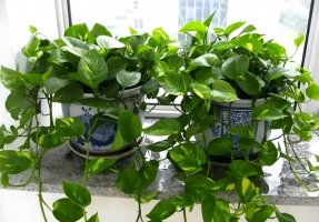 绿萝真的能除甲醛吗