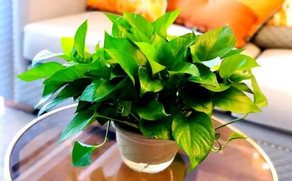 绿萝真的能除甲醛吗