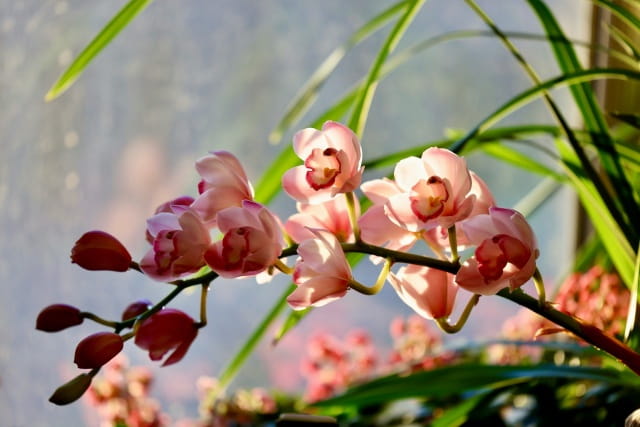 大花蕙兰的养殖方法