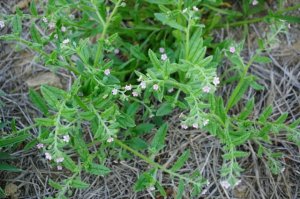 斑种草简介及生长习性