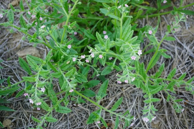 斑种草简介及生长习性