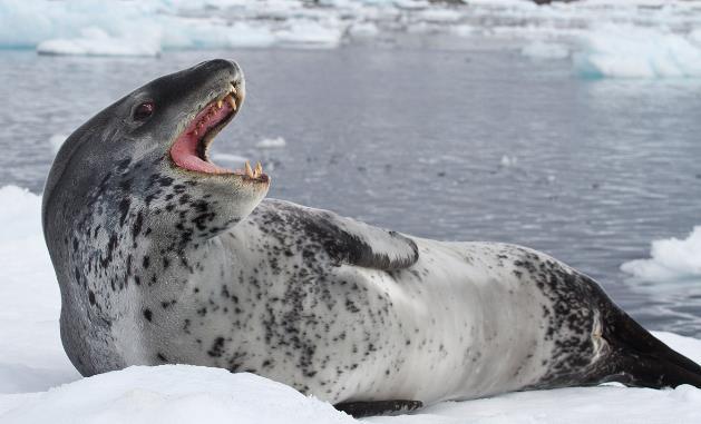 豹海豹简介及生活习性