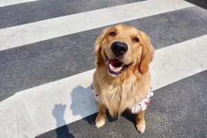 5种较为温顺的宠物犬，和你想的一样吗？