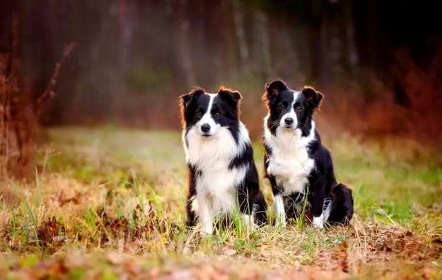 边境牧羊犬