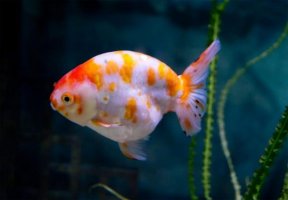 金鱼肚子鼓鼓的是怎么回事？