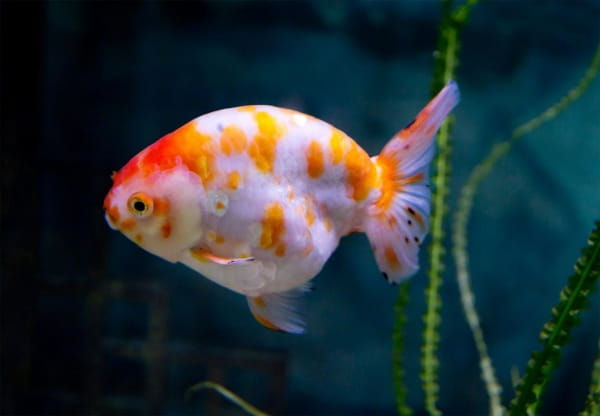 金鱼肚子鼓鼓的是怎么回事？