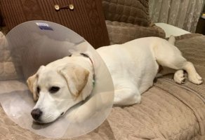 狗狗绝育有哪些坏处