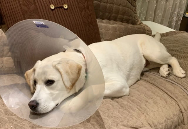 狗狗绝育有哪些坏处