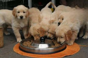 狗狗换狗粮拉肚子怎么办