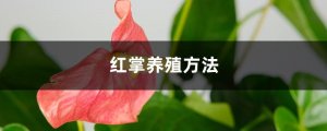 红掌的养殖方法