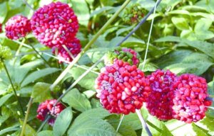 田七和三七有什么区别