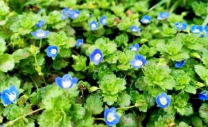 婆婆纳简介及生长习性