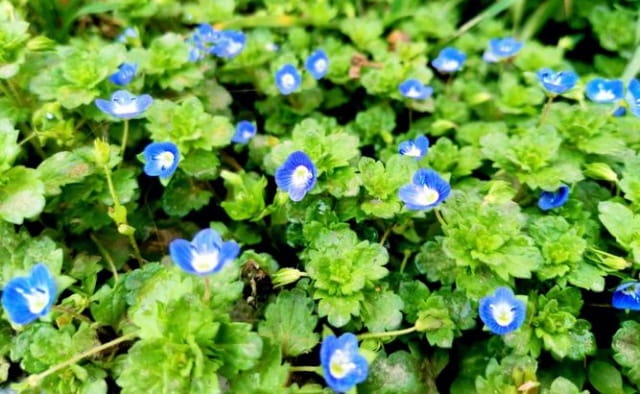 婆婆纳简介及生长习性