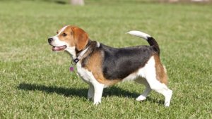 比格犬性格怎么样 比格犬常见疾病