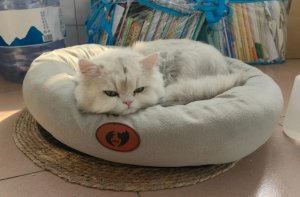 怎么训练猫咪睡猫窝？