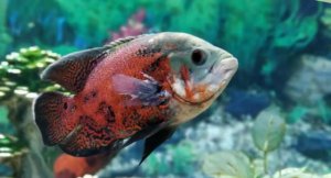 地图鱼适合什么水质？