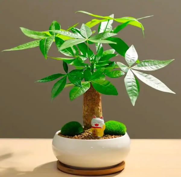 招财树叶子掉光了怎么办