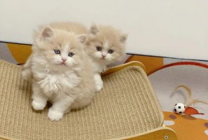 如何处理被猫抓咬伤