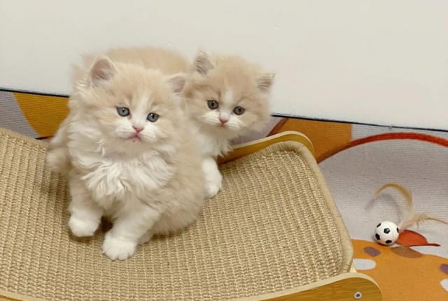 如何处理被猫抓咬伤