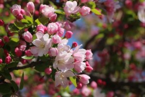 海棠花的花语和寓意