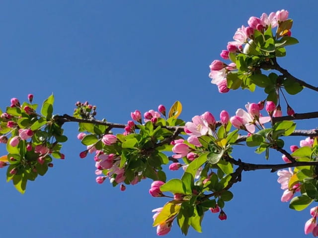 海棠花的花语和寓意