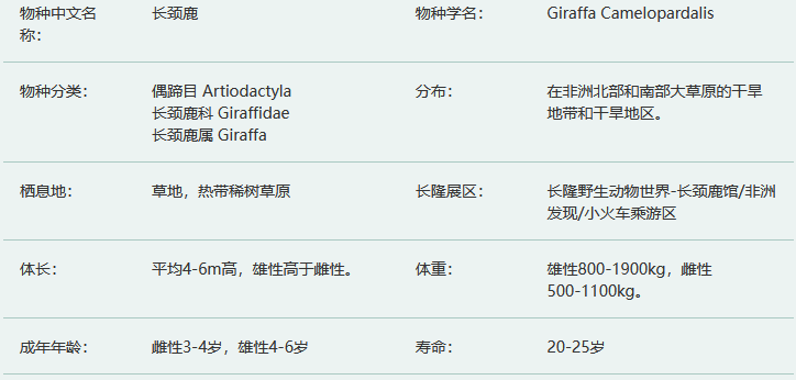 长颈鹿简介及生活习性