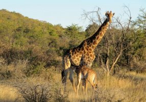 长颈鹿简介及生活习性