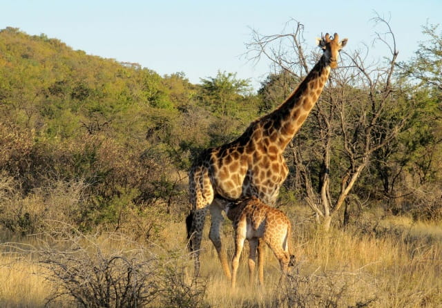 长颈鹿简介及生活习性