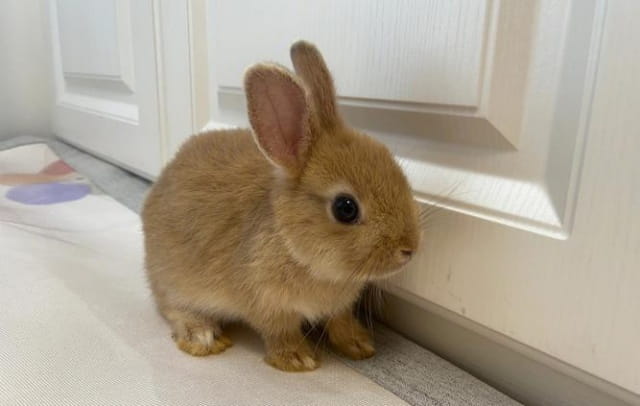 养侏儒兔你需要准备哪些必备用品和饲养知识？