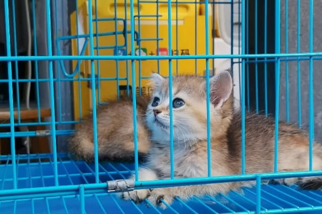 猫关进笼子里一直叫怎么才能停止