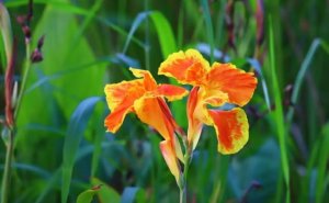 美人蕉简介及生长习性