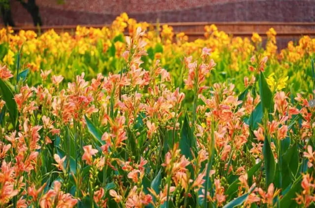 美人蕉简介及生长习性