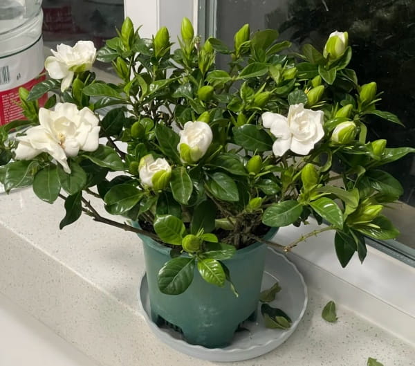 栀子花有毒吗，可以养在家中吗