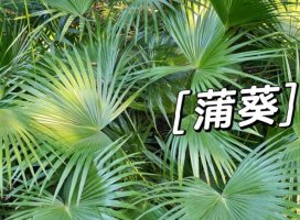 蒲葵简介及生长习性