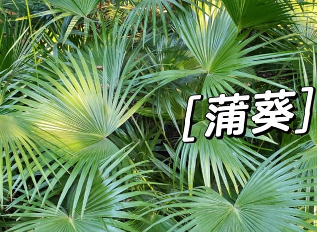 蒲葵简介及生长习性