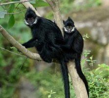 黑叶猴简介及生活习性