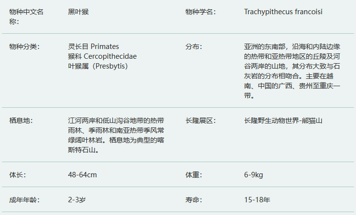 黑叶猴简介及生活习性