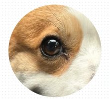 狗狗老是有眼屎？别大意！可能不是上火