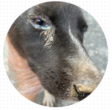 狗狗老是有眼屎怎么办