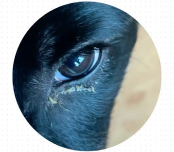 狗狗老是有眼屎怎么回事？