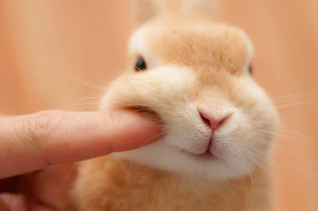 兔子喜欢被摸什么哪些部位？不喜欢被摸哪些部位？