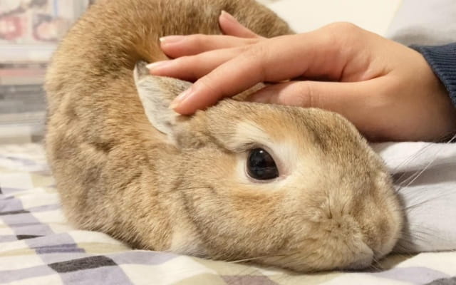 兔子喜欢被摸什么哪些部位？不喜欢被摸哪些部位？