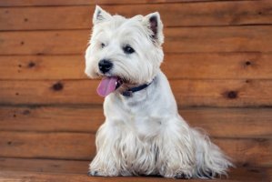 犬瘟热的治疗方法