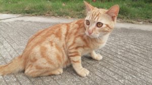 猫咪拉稀还带血怎么办