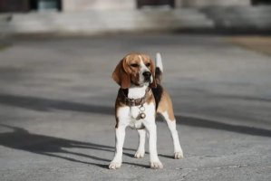 比格猎犬价格多少钱一只